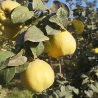 به تازه خرید از کشاورز کیلو 50