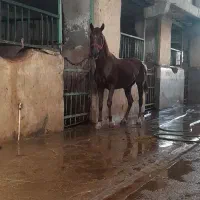 اسب