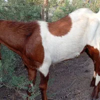 دو عدد کره نر