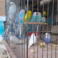 سرگرمی حیوانات  پرنده|پرنده|گرگان, |دیوار