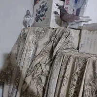 فروش کبوتر|پرنده|اصفهان, شهرک کاوه|دیوار