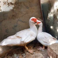 اردک مسکویی سفید چشم زاغ اصل