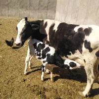 گاو گوساله