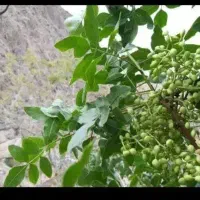 بنه شک تازه