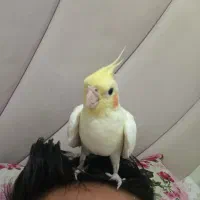 گم شده