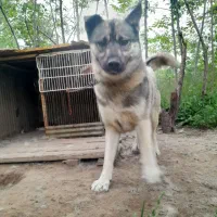 سگ نگهبان دو رگه ژرمن شپرد و هاسکی