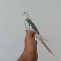 عروس ابلق آلبینو