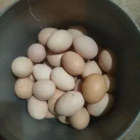 تخم مرغ محلی