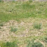 زمین برای ویلا