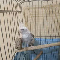 عروس هلندی البیینو