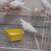 عروس هلندی آلبینو