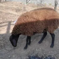 گوسفند‌ماده‌شیشک|حیوانات مزرعه|صوفیان, |دیوار