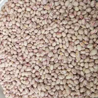 فروش ویژه لوبیا چیتی پاک شده 330|خوردنی و آشامیدنی|برخوار, |دیوار