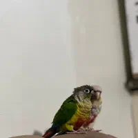 گرینچیک سخنگو|پرنده|مشهد, کوشش|دیوار