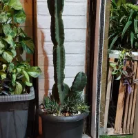 کاکتوس پریانوس ارتفاع ۹۰ سانت