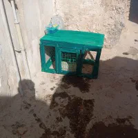 دوتا قفس چوبی|لوازم جانبی حیوانات|اصفهان, احمدآباد|دیوار