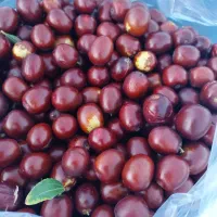 باغ فخرآباد تقاب