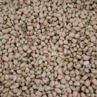 انواع لوبیا موجود می باشد