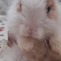 خرگوش لپ|موش و خرگوش|خرمشهر, |دیوار