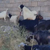 یک راس بز نر گلابی با شش بز گلابی ونژدی|حیوانات مزرعه|باغ ملک, |دیوار