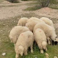 بره نر 8راس. گوسفند قوچ بز بزغاله نربز