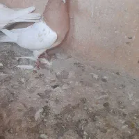 کفترهم‌‌هوایی‌هم‌زمینی