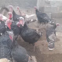 فروش بوقلمون