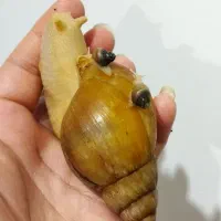 حلزون آچاتینا|خزنده|کرج, مصباح|دیوار