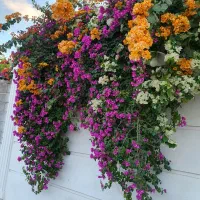 اجاره ویلا باغ ، عمارت ، سوییت