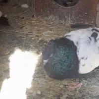 کفتر المانی سیاه نر مست