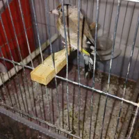 سهره|پرنده|سقز, |دیوار