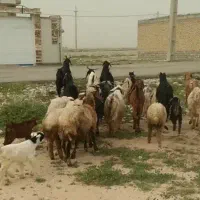 بز و بزغاله