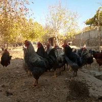 فروش خروس محلی|حیوانات مزرعه|هشتگرد, خور|دیوار