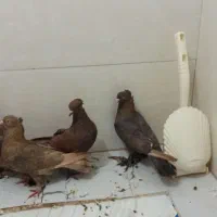 کبوتر|پرنده|شاهینشهر, شهرک هشت بهشت|دیوار