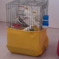 عروس هلندی سخنگو نروماده|پرنده|محمدشهر, شهرک چمران|دیوار