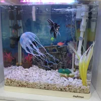 آکواریوم|ماهی|رباطکریم, نصیرشهر|دیوار