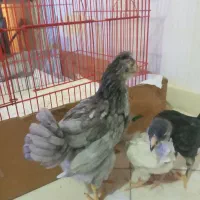 نیمچه گلین چهل تاج طوسی و سوزنی