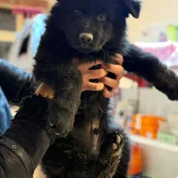 واگذاری یک قلاده ژرمن|سگ|تبریز, |دیوار