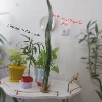 فروش ویژه گل‌های آپارتمانی سالم|گل و گیاه طبیعی|ایرانشهر, |دیوار