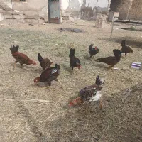 نیمچه