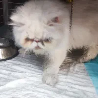 گربه پرشین سوپر فلت