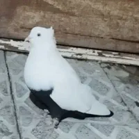 دمبی و دم سیاه