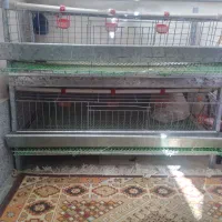 قفس نو