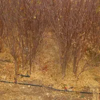 نهال بادام|خدمات باغبانی و درختکاری|شاهین دژ, |دیوار