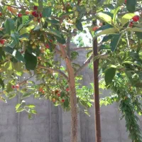 پرستار کودک