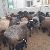 بزغاله|حیوانات مزرعه|قدس, شهرقدس|دیوار