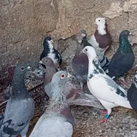 دسته کفتر پلاکی|پرنده|شیراز, شهرک ایثار|دیوار