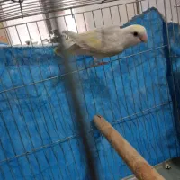 طوطی کوتوله وکبوتر