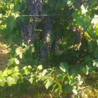 پیش فروش نهال وقلمه انگور موندراپ در فاروج