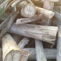 خرید چوب وبرش زدن درخت‌های مزاحم پیر|خدمات باغبانی و درختکاری|رفسنجان, |دیوار